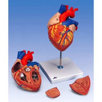 M60-4257 心臓の構造模型 ナリカ 種別G12N 台付き - 【通販モノタロウ】