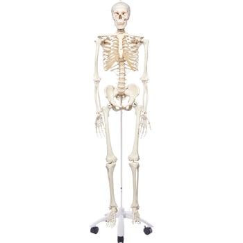 人体骨格模型 ナリカ その他学童用実験器具 実験用品 通販モノタロウ M60 4070