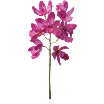 FA -6646 �V���r�W���[�� ���l�f�B�X�v���C�~���[�W�A�� 50476975