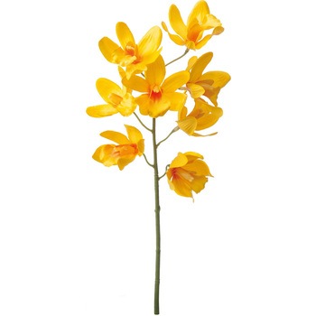 FA -6646 シンビジューム 横浜ディスプレイミュージアム 50476993