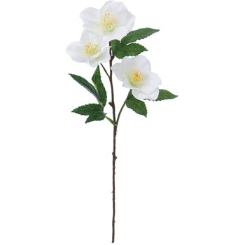 FF -2906 �N���X�}�X���[�Y ���l�f�B�X�v���C�~���[�W�A�� 50479179