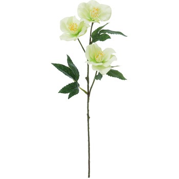 FF -2906 �N���X�}�X���[�Y ���l�f�B�X�v���C�~���[�W�A�� 50479188