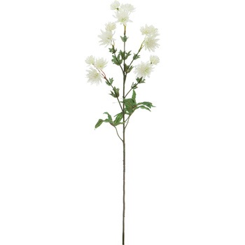 FA -7240 �A�X�g�����e�B�A ���l�f�B�X�v���C�~���[�W�A�� 50479949