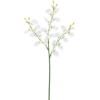 FFH-0002 �I���V�W���[�� ���l�f�B�X�v���C�~���[�W�A�� 50480308