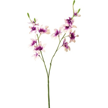 FFH-0029 �I���V�W���[�� ���l�f�B�X�v���C�~���[�W�A�� 50480326