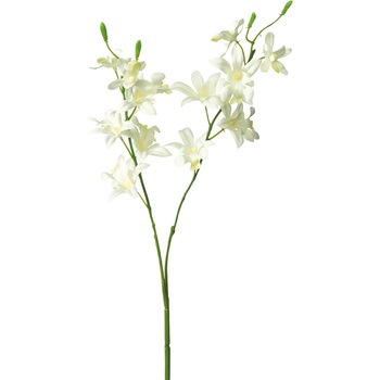 FFH-0029 �I���V�W���[�� ���l�f�B�X�v���C�~���[�W�A�� 50480335