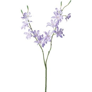 FFH-0029 �I���V�W���[�� ���l�f�B�X�v���C�~���[�W�A�� 50480353