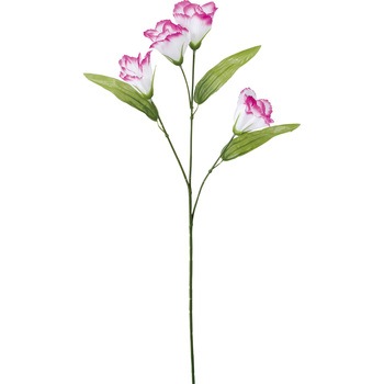 FF -2670 �g���R�L�L���E ���l�f�B�X�v���C�~���[�W�A�� 50481035