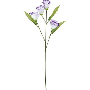 FF -2670 �g���R�L�L���E ���l�f�B�X�v���C�~���[�W�A�� 50481069