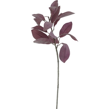 FG -4569 �����Y�C���[�V���[�g ���l�f�B�X�v���C�~���[�W�A�� 50483144