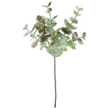 FG -4935 ���[�J���s�b�N ���l�f�B�X�v���C�~���[�W�A�� 50484027