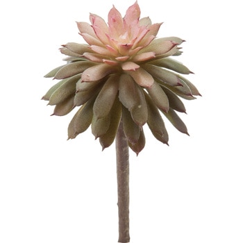 FG -4996 �o���[���Z�_���s�b�N ���l�f�B�X�v���C�~���[�W�A�� 50484797