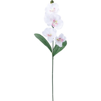 FF -2913 コチョウランリーフツキ 横浜ディスプレイミュージアム 50487256