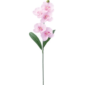 FF -2913 コチョウランリーフツキ 横浜ディスプレイミュージアム 50487274