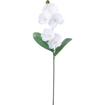 FF -2913 �R�`���E�������[�t�c�L ���l�f�B�X�v���C�~���[�W�A�� 50487283