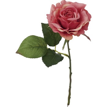 FFH-0022 �G���K���g���[�Y ���l�f�B�X�v���C�~���[�W�A�� 50490607