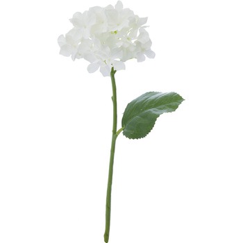 FFH-0014 �n�C�h�����W�A ���l�f�B�X�v���C�~���[�W�A�� 50490704