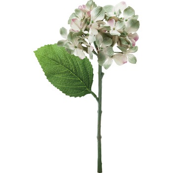 FFH-0039 �n�C�h�����W�A ���l�f�B�X�v���C�~���[�W�A�� 50490756