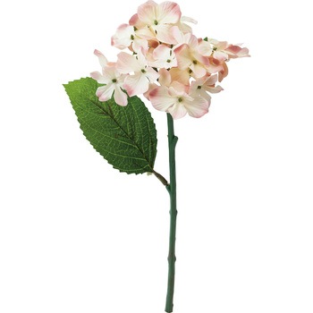 FFH-0039 �n�C�h�����W�A ���l�f�B�X�v���C�~���[�W�A�� 50490765