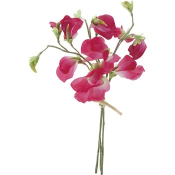 FS -7796 �X�C�[�g�s�[�o���` ���l�f�B�X�v���C�~���[�W�A�� 50492594