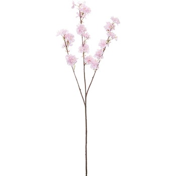 FS -7885 �T�N���I�I�G�_ ���l�f�B�X�v���C�~���[�W�A�� 50493023