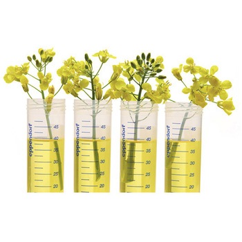 エッペンドルフチューブ BioBased スクリューキャップ Sterile Eppendorf(エッペンドルフ)