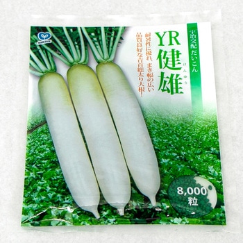 YR健雄(大根) 丸種