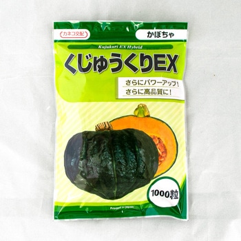 くじゅうくりEX (カボチャ) カネコ種苗