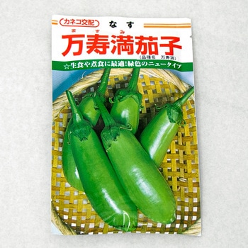 万寿満茄子 (ナス) カネコ種苗