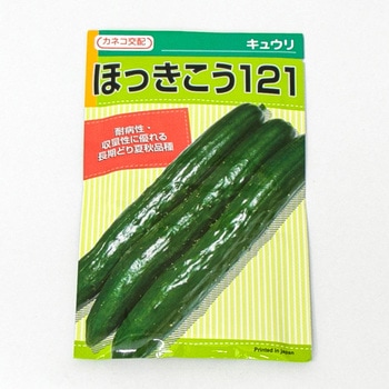 ほっきこう121 (キュウリ) カネコ種苗