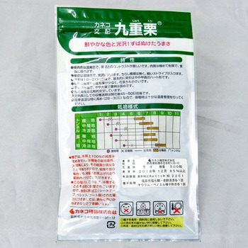 九重栗 (カボチャ) カネコ種苗