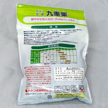 九重栗 (カボチャ) カネコ種苗