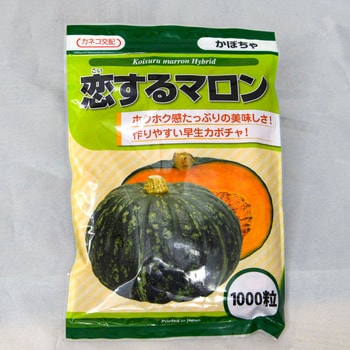 恋するマロン カボチャ カネコ種苗 野菜の種 通年 通販モノタロウ