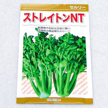 ストレインNT＜セルリー＞ (セルリー) カネコ種苗