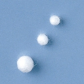 脱脂綿 トラボル 竹虎