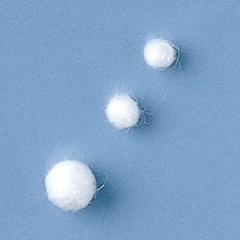 脱脂綿 トラボル 竹虎