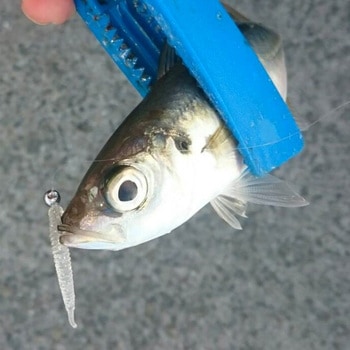 DECOY JIGHEAD Mini Drive(ミニドライブ) SV-56 カツイチ