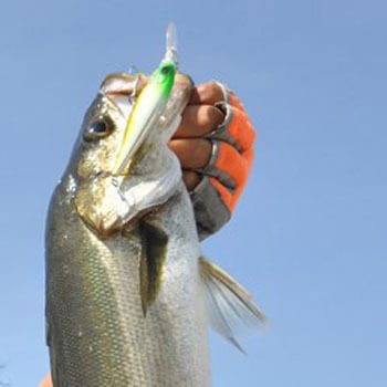 マービー90 - EverGreen INTERNATIONAL