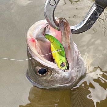 マービー70 EverGreen INTERNATIONAL