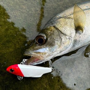 マービー70 EverGreen INTERNATIONAL