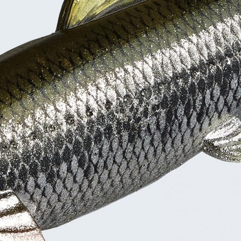 ラストエース140スイム EverGreen INTERNATIONAL