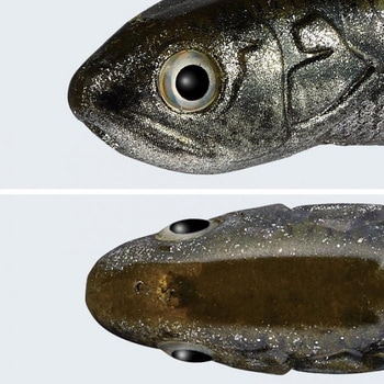 ラストエース140スイム EverGreen INTERNATIONAL