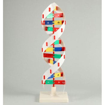 DNA立体模型 オミグロビン立体模型 共立出版 Amazon | モデル 二重