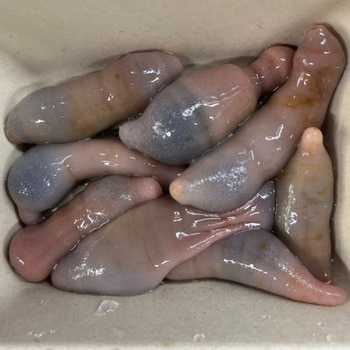 活きユムシ ノーブランド