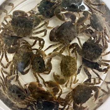 活き岩ガニ ノーブランド