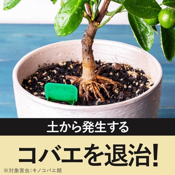 アースガーデン BotaNice 土からわいたコバエ退治 粘着剤タイプ アース製薬