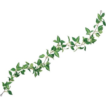 トラディスカンティアガーランド - 東京堂