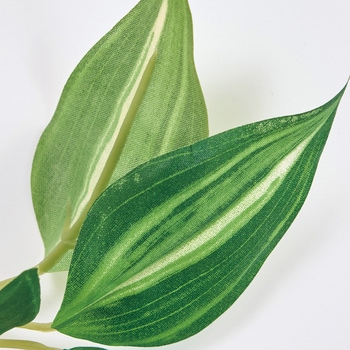 トラディスカンティアガーランド - 東京堂