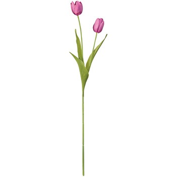 ツインチューリップ 東京堂