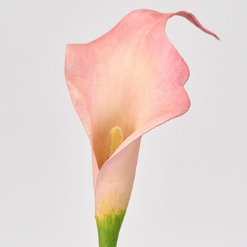 ヴィンセントカラー S 東京堂